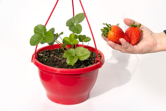 flower pot with bush garden strawberries on white background, ripe berries in female hand, representing gardening and fresh produce