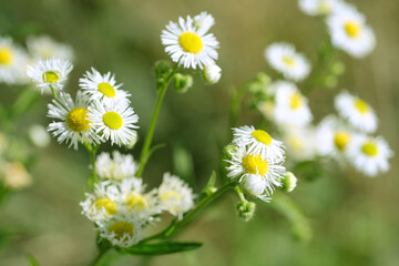 Daisies, Matricaria Chamomilla in meadow, beautiful summer landscape, blossoming camellias natural background with green summer field, environmental protection - obrazy, fototapety, plakaty