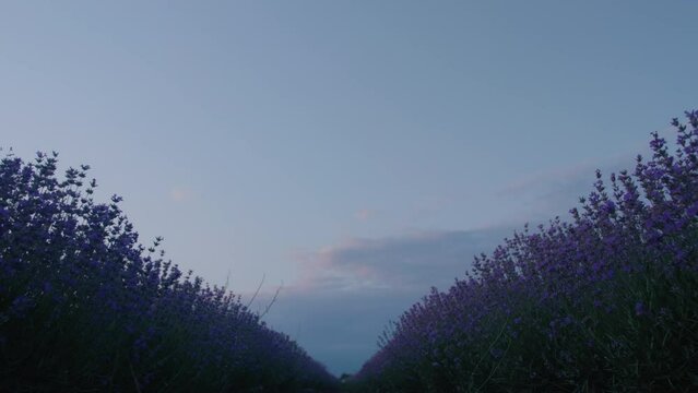 Lilac bush in Azerbaijan filmed on the sunset
