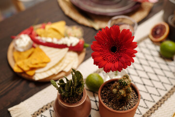 Fototapeta na wymiar Red gerbera and two flowerpots with domestic cactuses standing on tablecloth with fresh citrus fruits and traditional snacks
