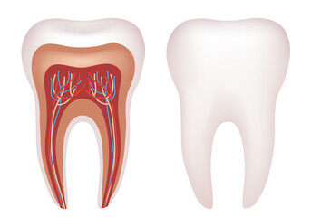 The structure of a human tooth. Anatomy of the tooth. Vector illustration.