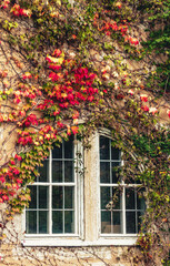 Fototapeta na wymiar autumn window overgrown with colorful plants