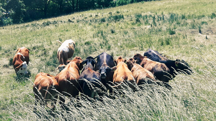 cows in a bavarian meadow