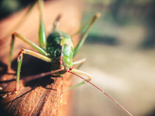 grasshopper sitting on a wooden balustrade