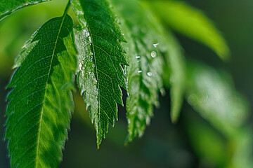 Green leaves are a close-up of a spring photo, a background image in green tones with a bokeh...