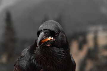a black crow eating an apple