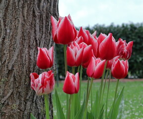 Tulipani rossi con i bordi bianchi nel giardino.