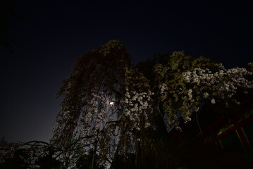 奈良県の氷室神社のしだれ桜