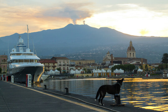 dogs playing on the riposto pier, Catania, Sicily