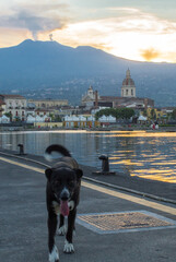dogs playing on the riposto pier, Catania, Sicily