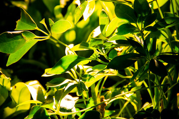 Fototapeta na wymiar Leaves in the sun 