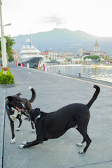 dogs playing on the riposto pier, Catania, Sicily