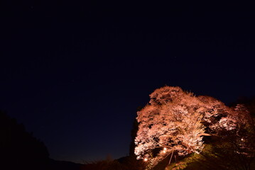 奈良県の仏隆寺にある千年桜