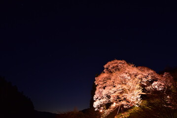 奈良県の仏隆寺にある千年桜