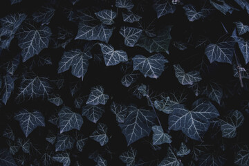 Ivy bush plant leaves on wall as natural botanical floral dark pattern backdrop wallpaper...