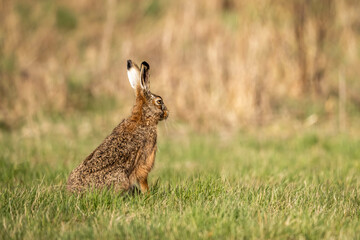 Hare on the grass in the morning