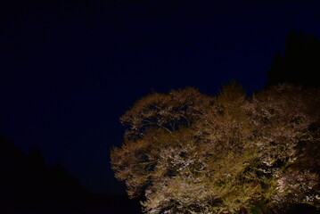 奈良県の仏隆寺にある千年桜