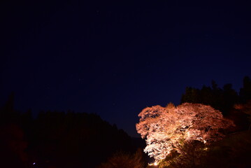 奈良県の仏隆寺にある千年桜