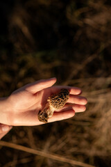 The morel mushroom in the kid`s hand