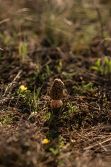 A morel on a field at sunset