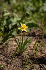 A single yellow daffodil in the grass