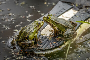 Two frog with a mosquito in a pond in a city park