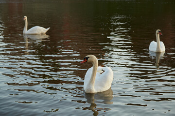 swans on the Vistula river at dawn in the rays of the warm sun