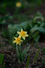 Two yellow daffodils in the grass