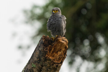 Gray kestrel (Falco ardosiaceus)