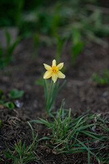 A single yellow daffodil in the grass