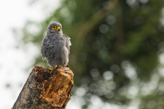 Gray kestrel (Falco ardosiaceus)