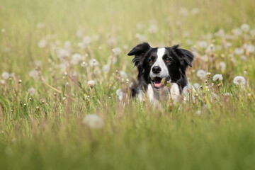 Naklejka na ściany i meble Border Collie dog portrait in the dandelion field