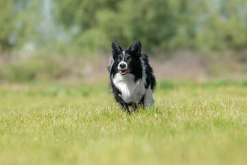 Border Collie dog running on the green grass. Active dog.