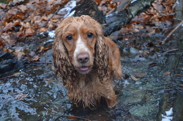 Hund im Wasser