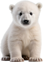 polar bear cub isolated on white or transparent background,transparency