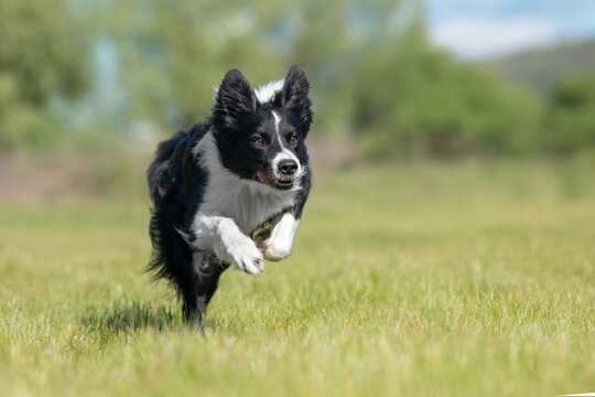 Border Collie dog running on the green grass. Active dog.