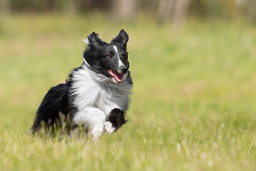 Shetland sheepdog running fast in green grass. Active dog.