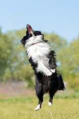 Shetland sheepdog jumping up. Dog tricks. Funny pet