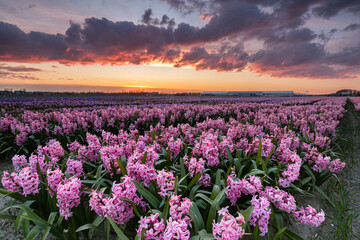 Pink hyacinths in bloom under a colorful sky during sunset. Spring has arrived, which means much of the North Holland peninsula is colored by blooming bulb fields. First up are the hyacinths.
