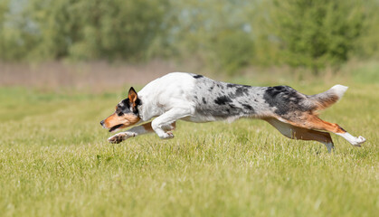 Border Collie dog running on the green grass