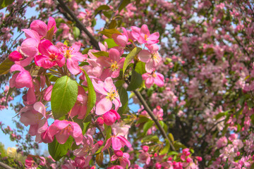 Flowering branches of sakura apple tree, blooming pink flowers close up in sun light during warm spring