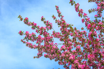 Flowering branches of sakura apple tree, blooming pink flowers close up in sun light during warm spring with blue sky on background