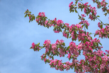 Flowering branches of sakura apple tree, blooming pink flowers close up in sun light during warm spring with blue sky on background