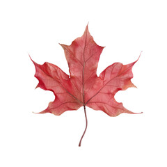 Red leaf on Transparent Background