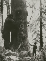 Old vintage aged mystery photograph of a park ranger standing with a giant bigfoot cryptid sasquatch creature in the forest