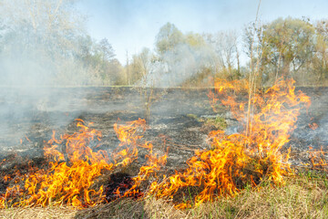 Dry grass is burning on a meadow in the countryside. A wild fire burns dry grass in a field. Orange flames and plumes of smoke. Open fire. Nature is on fire. Danger and disaster.