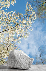 Podium texture stone for presentation against the backdrop of blooming white magnolia and blue sky. Copy space.