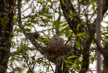 A turtledove in a nest on an almond tree