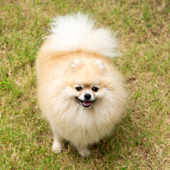 Cute Pomeranian Spitz on Green Grass Background - 782161807