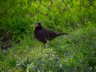 The black thrush (lat. Turdus merula) is a bird living throughout Europe, except for the northernmost regions, in northwestern Africa and in southern Asia.